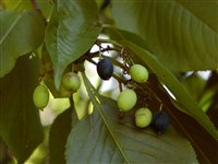 Калина лентаго, канадская гордовина – Viburnum lentago L. (1)