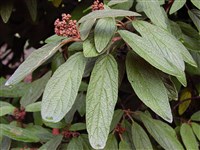 Калина морщинистолистная – Viburnum rhydophyllum Hemsl.