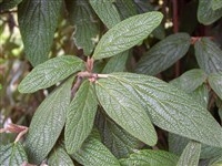 Калина морщинистолистноподобная – Viburnum x rhydophylloides J.Sur. (1)