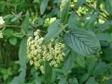Калина морщинистолистноподобная – Viburnum x rhydophylloides J.Sur. (2)