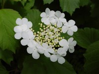 Калина обыкновенная – Viburnum opulus L. (1)