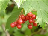 Калина обыкновенная – Viburnum opulus L. (2)