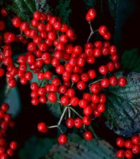 Калина расширенная – Viburnum dilatatum Thunb.