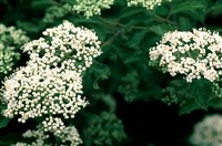 Калина рефинесквиановая – Viburnum rafinesquianum Schult.