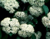 Калина рыжеватая – Viburnum rufidulum Raf.