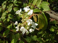 Калина складчатая – Viburnum plicatum Thunb. (1)