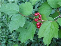 Калина трехлопастная – Viburnum trilobum Marsh.