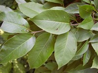 Калина шлемовидная – Viburnum cassinoides L. (1)