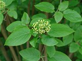 Калина шлемовидная – Viburnum cassinoides L. (2)