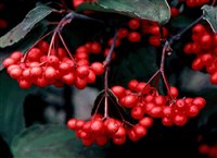 Калина щетинконосная – Viburnum setigerum Hance.
