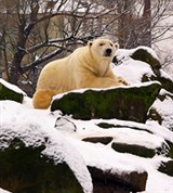 Калининград (зоопарк)