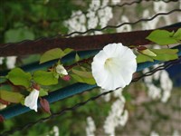 Калистегия заборная – Calystegia sepium (L.) R.Br.