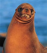Калифорнийский морской лев (Галапагосы)