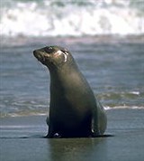 Калифорнийский морской лев (на берегу)