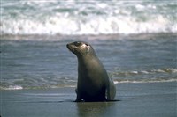 Калифорнийский морской лев (на берегу)