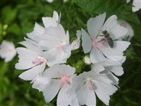 Каллироя шток-розовая – Callirhoe alcaeoides (Michx.) A.Gray.