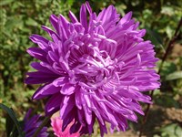 Каллистефус китайский – Callistephus chinensis (L.) Nees. (1)