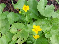 Калужница болотная – Caltha palustris L.