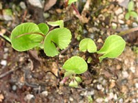 Калужница тонкочашелистиковая – Caltha leptosepala D.C.