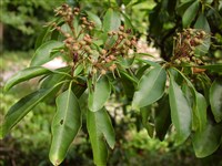 Кальмия широколистная – Kalmia latifolia L.