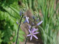 Камассия Кузика – Camassia cusickii S.Wats.