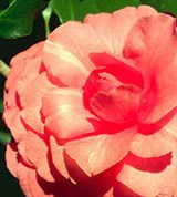 Камелия (японская)