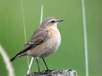 Каменки (самец)