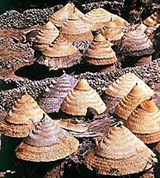 Камерун (сельское поселение)