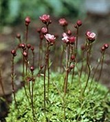 Камнеломка (дернистая)