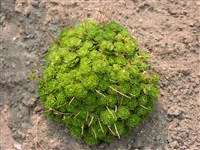 Камнеломка Арендса, дернистая – Saxifraga x arendsii Engl. (1)