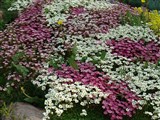 Камнеломка Арендса, дернистая – Saxifraga x arendsii Engl. (2)
