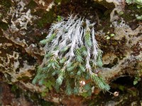 Камнеломка Бурсера – Saxifraga burseriana L.