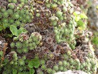 Камнеломка Фердинанда-Кобурга – Saxifraga ferdinandi-coburgii Kellerer et Sunderm