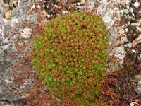 Камнеломка Эудокса – Saxifraga x eudoxiana Kellerer et Sunderm