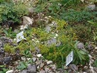 Камнеломка видоизмененная – Saxifraga mutata L.