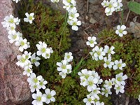 Камнеломка гипнумовая – Saxifraga hypnoides L.