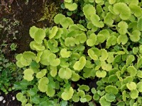 Камнеломка жестковолосистая, гравилатовая – Saxifraga hirsuta L.