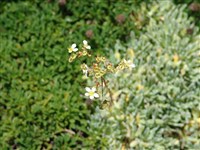 Камнеломка инкрустированная – Saxifraga crustata Vest.