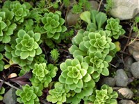 Камнеломка клинолистная – Saxifraga cuneifolia L.