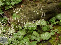 Камнеломка корнеотпрысковая – Saxifraga stolonifera Meerb.