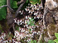 Камнеломка кортузолистная – Saxifraga cortusifolia Sieb.et Zucc.