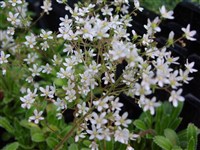 Камнеломка котиледон, туполистная, пирамидальная – Saxifraga cotyledon L. (1)