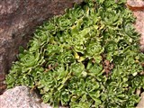 Камнеломка котиледон, туполистная, пирамидальная – Saxifraga cotyledon L. (2)