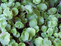 Камнеломка круглолистная – Saxifraga rotundifolia l.