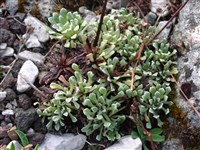 Камнеломка ложковидная – Saxifraga cochlearis Rchb.