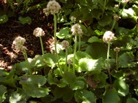 Камнеломка маньчжурская – Saxifraga manschuriensis (Engl.) Komar. (1)