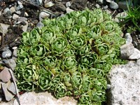 Камнеломка метельчатая, живучая, молодило – Saxifraga paniculata Mill. (1)