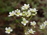 Камнеломка метельчатая, живучая, молодило – Saxifraga paniculata Mill. (2)