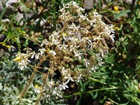 Камнеломка мозолистая – Saxifraga callosa Sm.