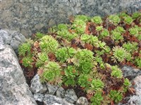Камнеломка пьемонтская – Saxifraga pedemontana All.